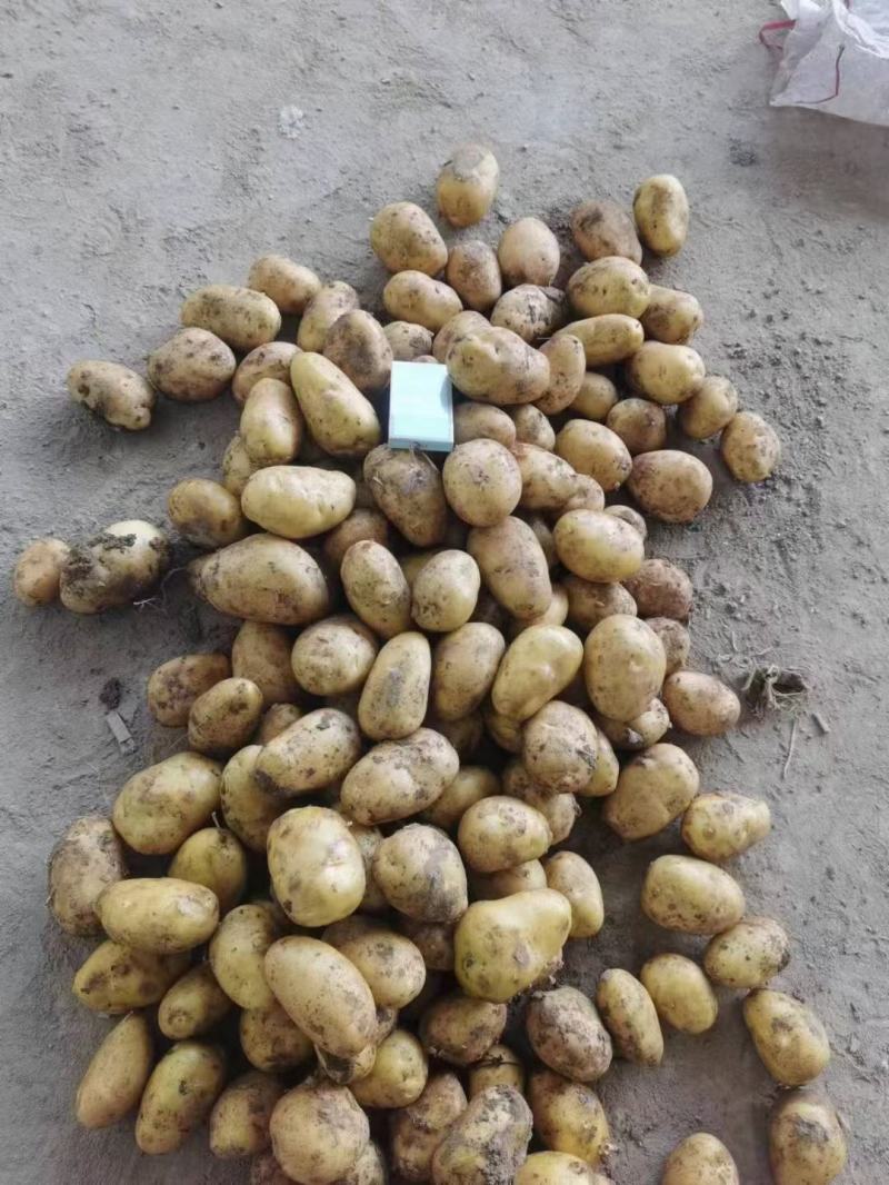 山东冷库土豆荷兰十五多个品种多个规格大量现货供应