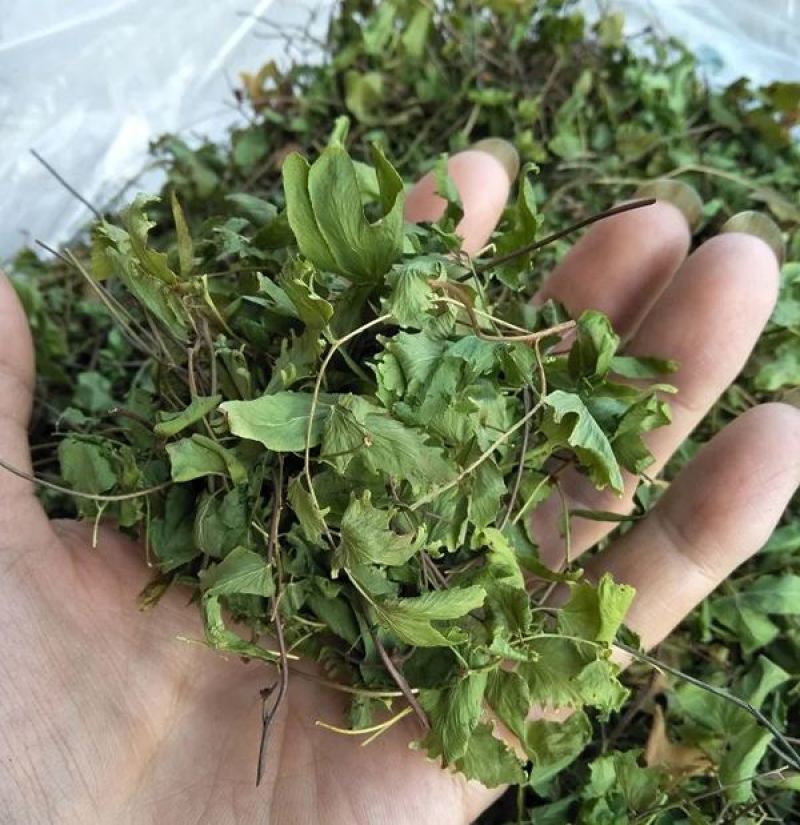 海金沙草海金沙藤