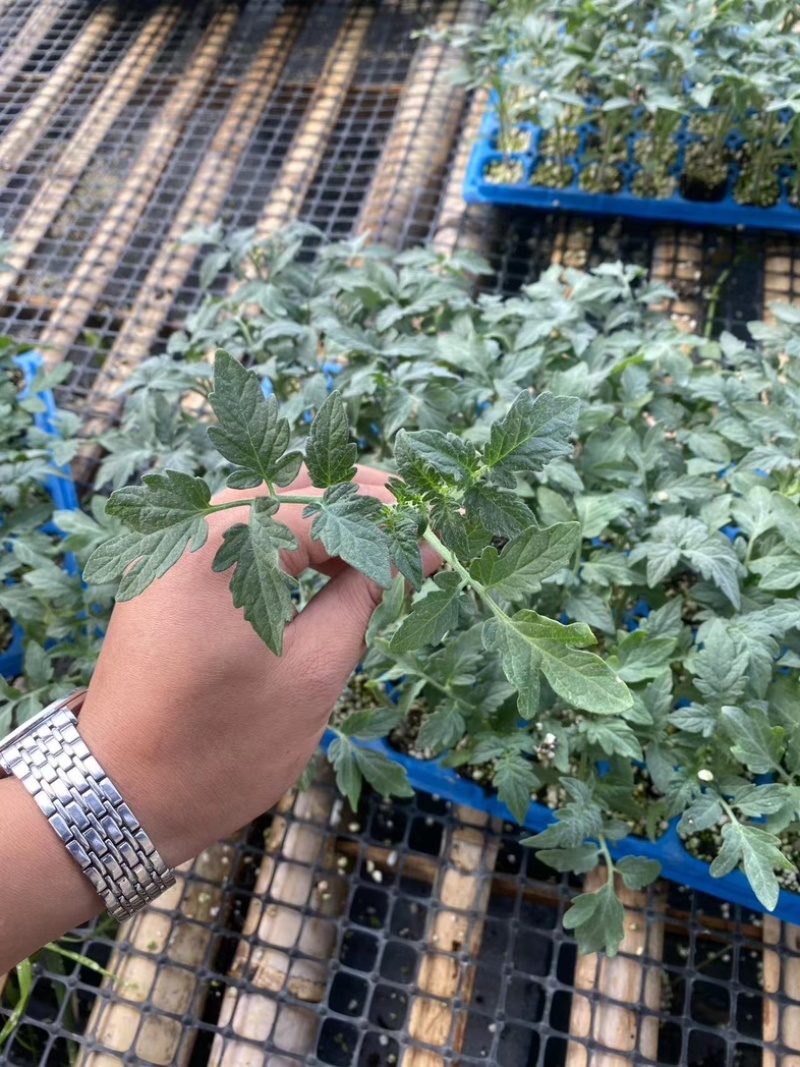 【西红柿苗】粉果番茄苗耐裂耐低温耐运输秋延越冬定植