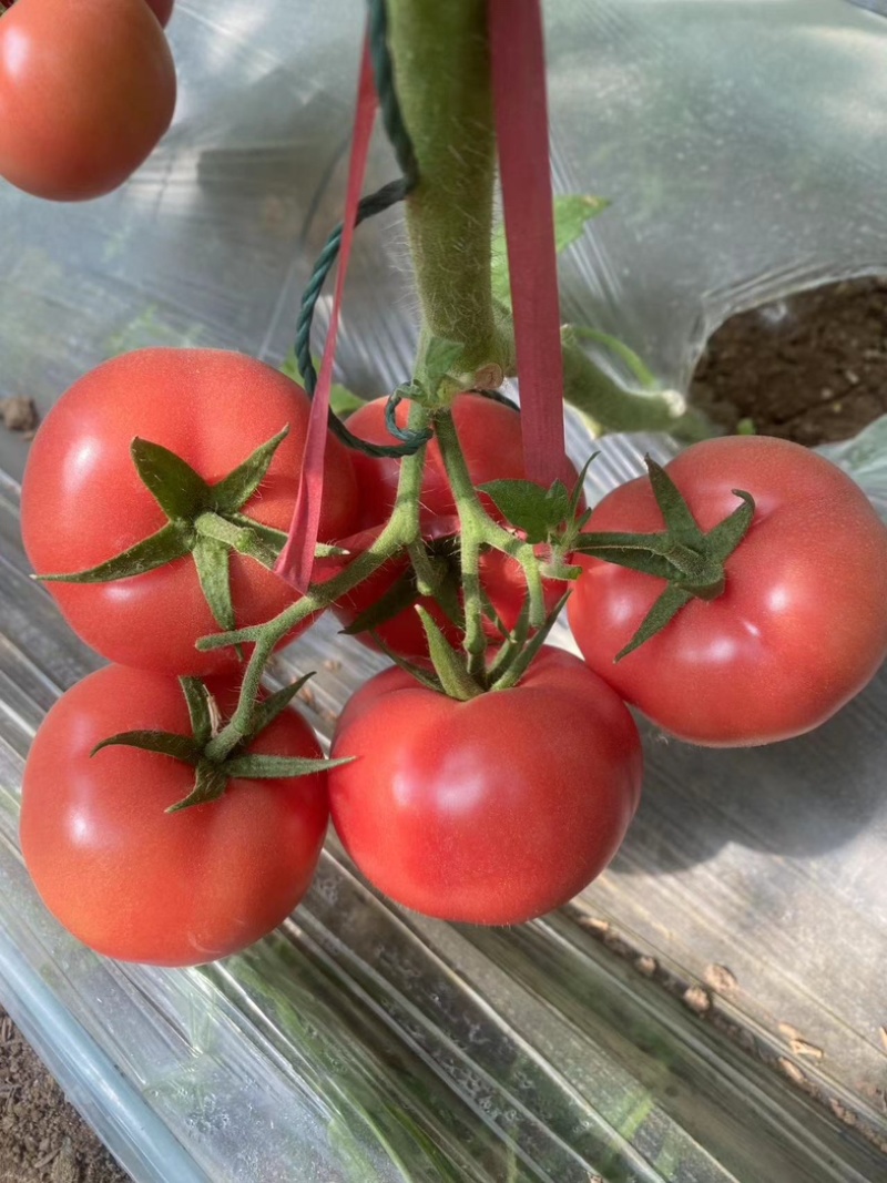 【西红柿苗】粉果番茄苗耐裂耐低温耐运输秋延越冬定植