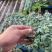 【西红柿苗】粉果番茄苗耐裂耐低温耐运输秋延越冬定植