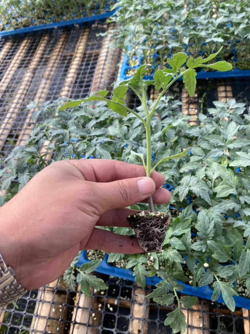 【西红柿苗】粉果番茄苗耐裂耐低温耐运输秋延越冬定植