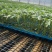 【西红柿苗】粉果番茄苗耐裂耐低温耐运输秋延越冬定植
