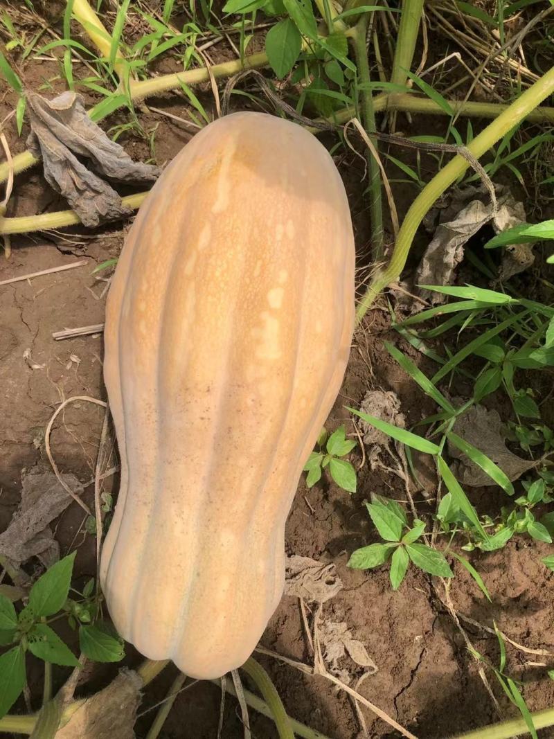金韩密本，密本南瓜，软糯香甜，产地一手货源。一条龙服务
