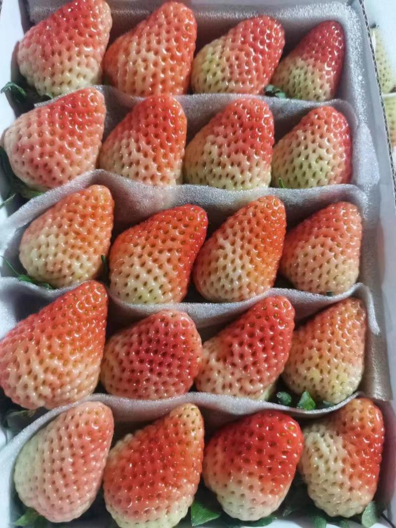 云南四季草莓～人生果