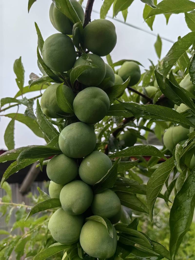 巫山青脆李李子苗7-8月份成熟青产量高果特大饱满口感脆甜