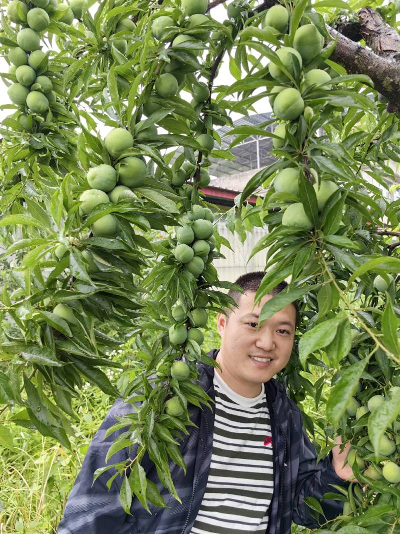 巫山青脆李李子苗7-8月份成熟青产量高果特大饱满口感脆甜