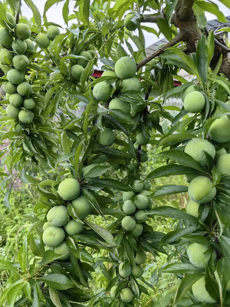 巫山青脆李李子苗7-8月份成熟青产量高果特大饱满口感脆甜