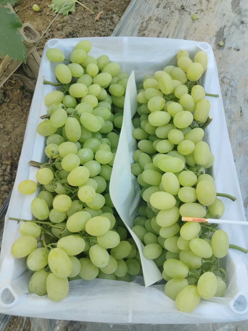 河北葡萄精品维多利亚葡萄支持视频看货产地一手货源现摘现发