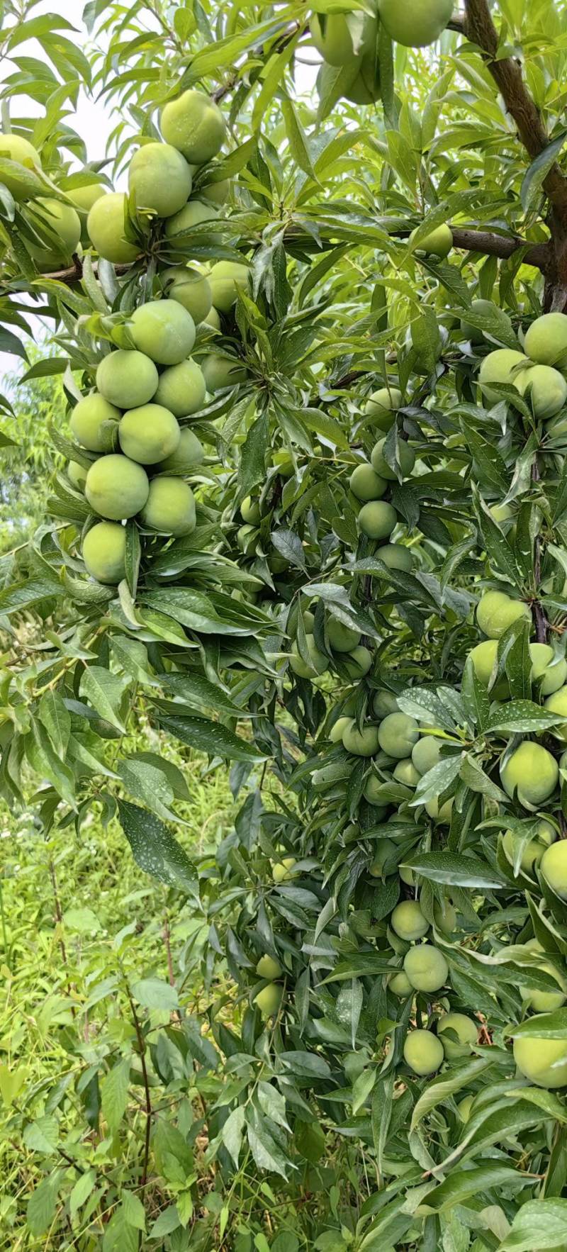巫山青脆李李子苗7-8月份成熟青产量高果特大饱满口感脆甜