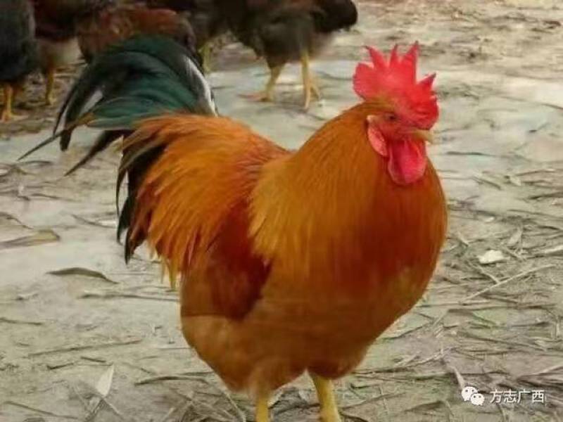 三黄鸡