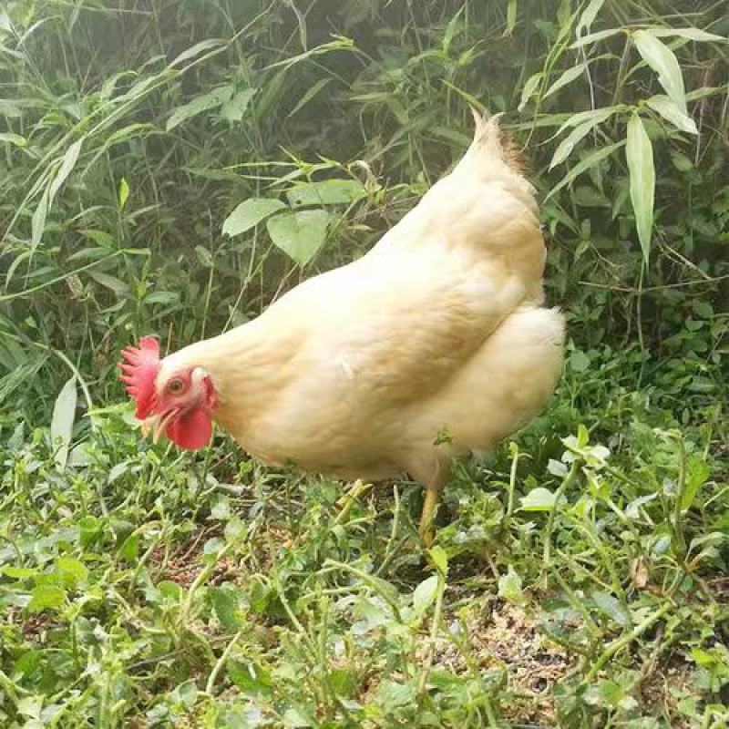 三黄鸡