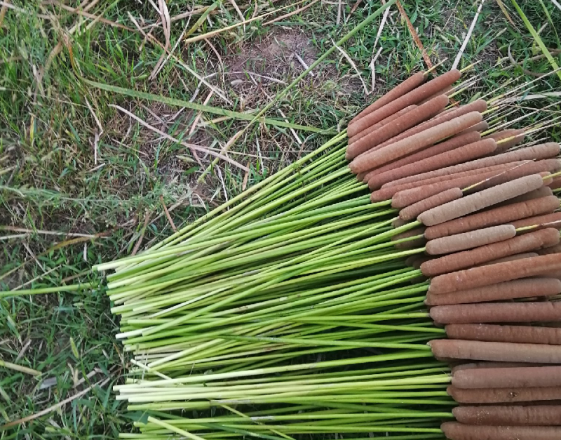 香蒲棒，蒲棒自产自销