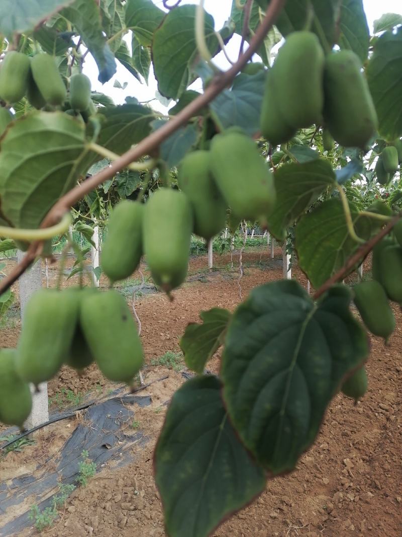 精品山东淄博软枣猕猴桃，软糯可口，口感好，即将大量上市