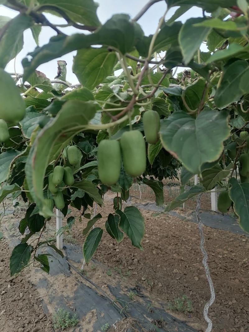 精品山东淄博软枣猕猴桃，软糯可口，口感好，即将大量上市