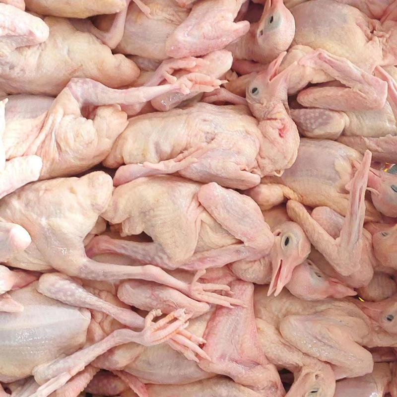 精品乳鸽肉生鲜预包装冻品乳鸽全国发货可对接商超欢迎咨询