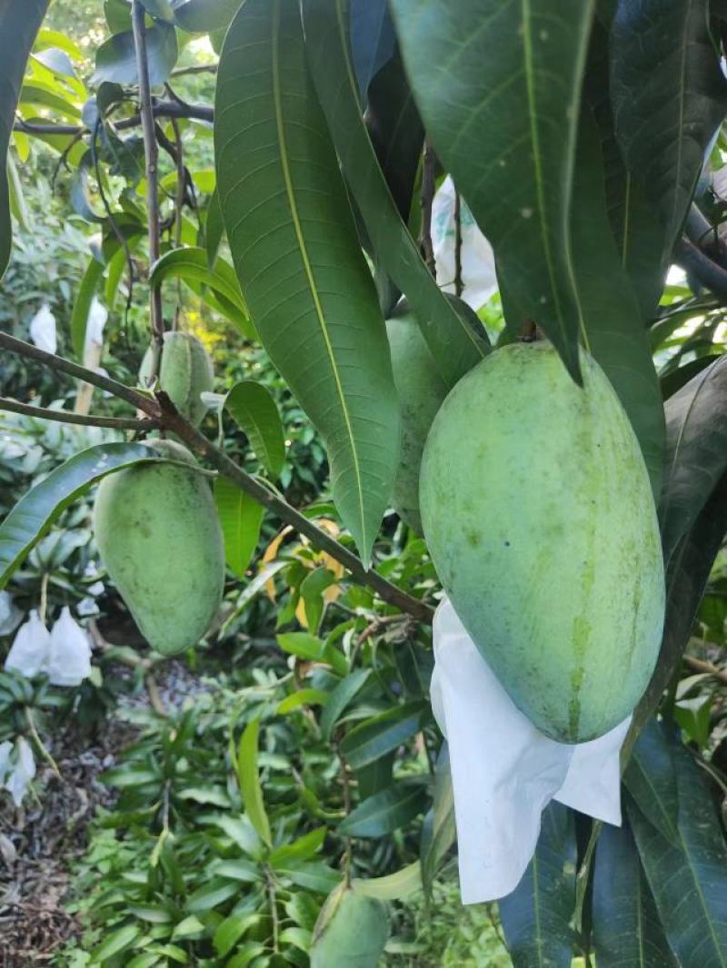 广东爆甜芒果大量上市，大一点口感好，新鲜水果超大果核如纸