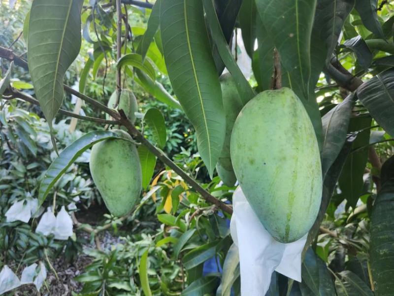 广东爆甜芒果大量上市，大一点口感好，新鲜水果超大果核如纸