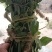 狸尾草2025年10月新货干货青靓有花，广东省快递包邮‘