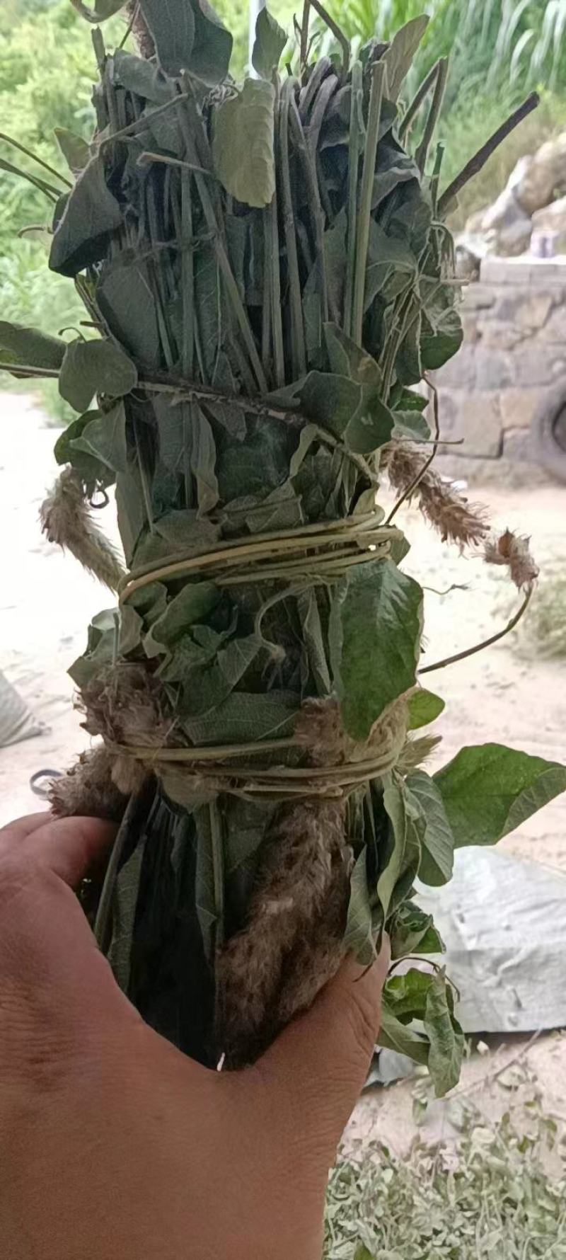 狸尾草2025年10月新货干货青靓有花，广东省快递包邮‘