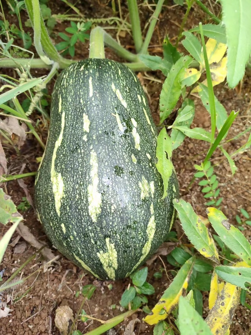 香芋南瓜