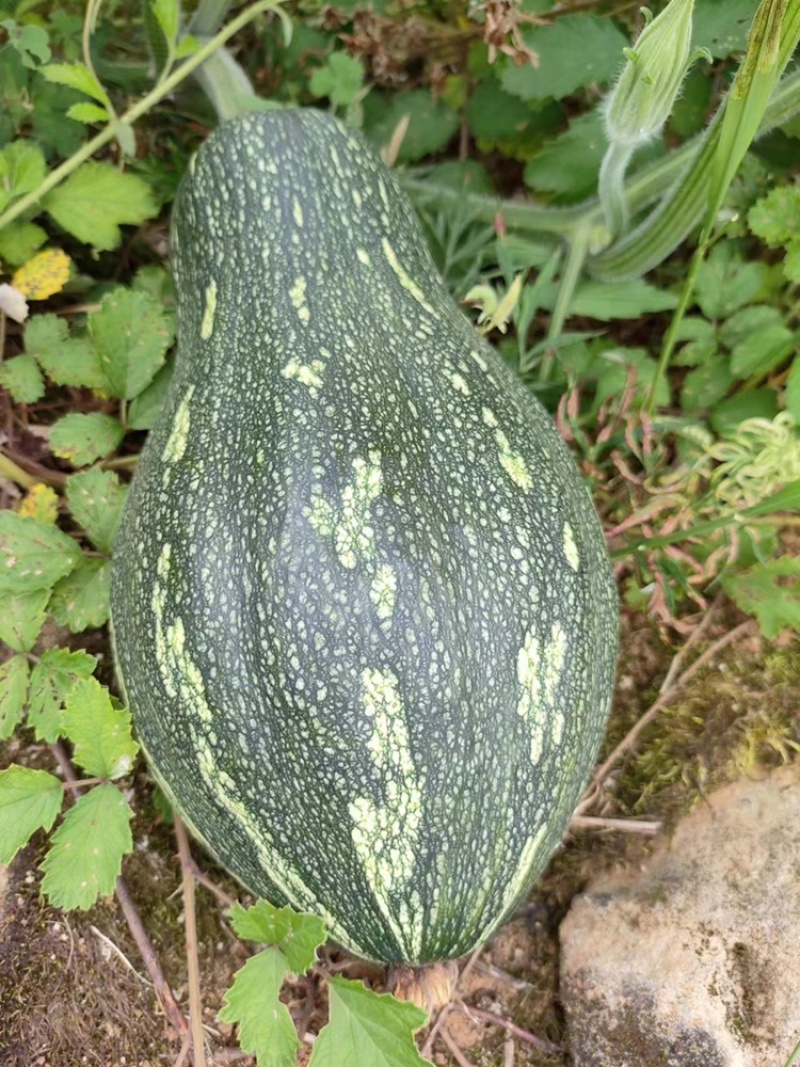 香芋南瓜