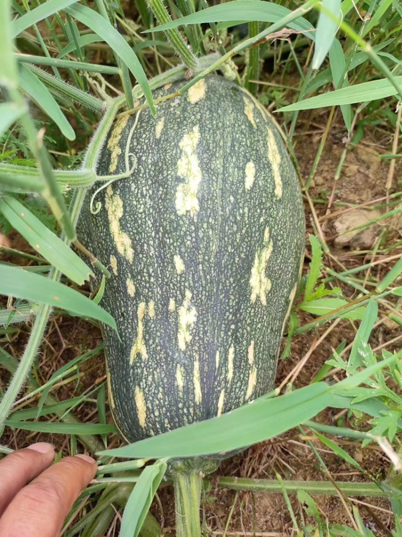 香芋南瓜