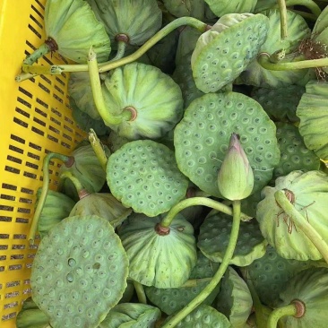 新鲜莲蓬，大