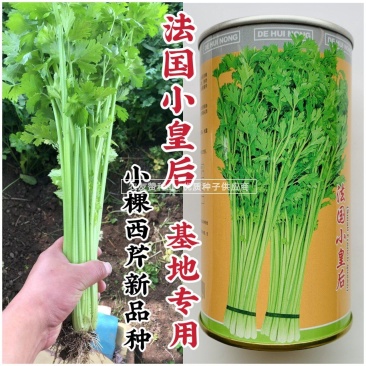 法国小皇后芹菜种子小棵西芹新品种耐老耐高温低温小香芹种子