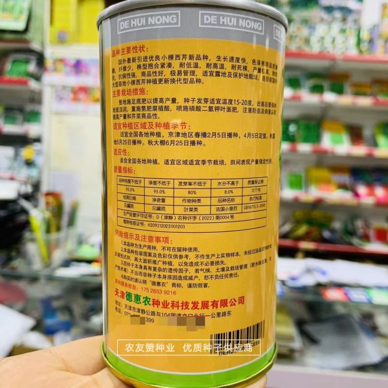 法国小皇后芹菜种子小棵西芹新品种耐老耐高温低温小香芹种子