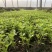 法国小皇后芹菜种子小棵西芹新品种耐老耐高温低温小香芹种子