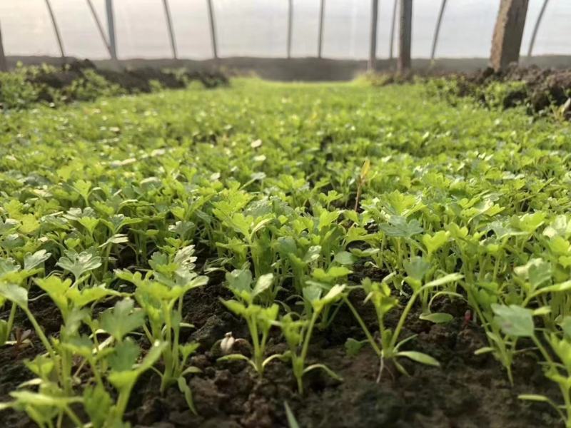 法国小皇后芹菜种子小棵西芹新品种耐老耐高温低温小香芹种子