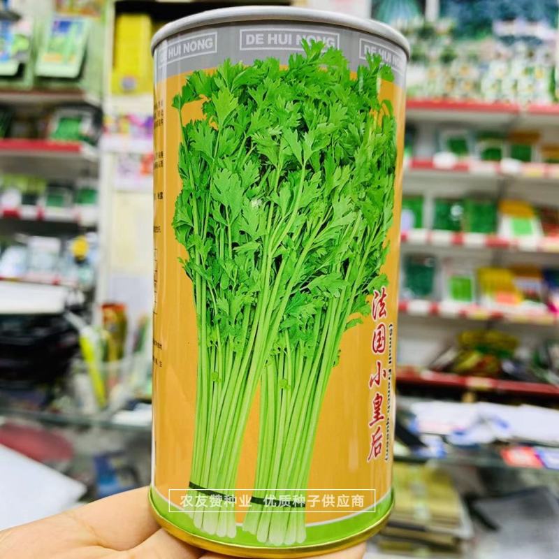 法国小皇后芹菜种子小棵西芹新品种耐老耐高温低温小香芹种子