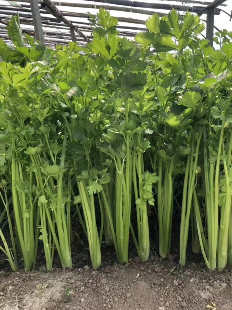 法国小皇后芹菜种子小棵西芹新品种耐老耐高温低温小香芹种子