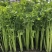 法国小皇后芹菜种子小棵西芹新品种耐老耐高温低温小香芹种子