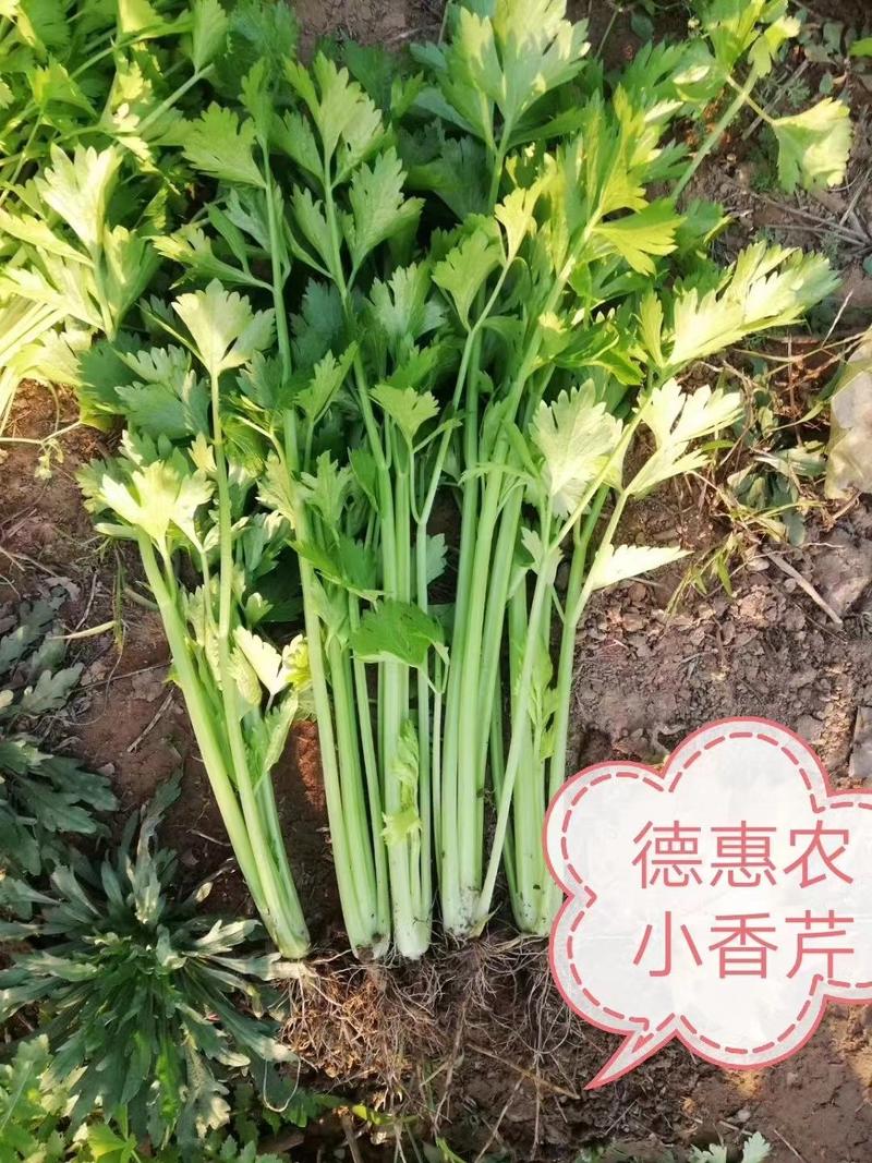 优良西芹种子小王子小香芹种子抗病耐热耐寒高产翠绿四季芹菜