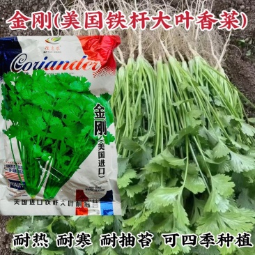 金刚美国进口香菜种子铁杆大叶香菜种子芫荽籽种四季蔬菜耐热
