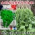 金刚美国进口香菜种子铁杆大叶香菜种子芫荽籽种四季蔬菜耐热