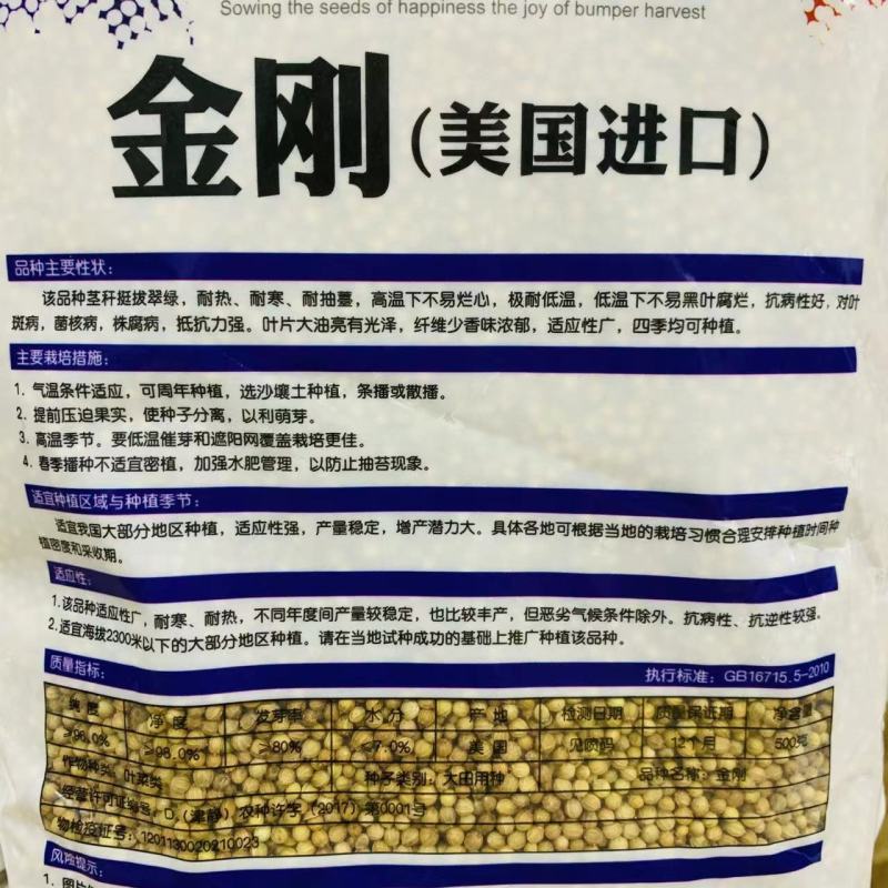 金刚美国进口香菜种子铁杆大叶香菜种子芫荽籽种四季蔬菜耐热