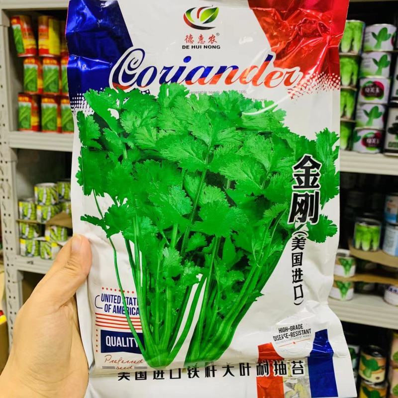 金刚美国进口香菜种子铁杆大叶香菜种子芫荽籽种四季蔬菜耐热