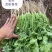 金刚美国进口香菜种子铁杆大叶香菜种子芫荽籽种四季蔬菜耐热