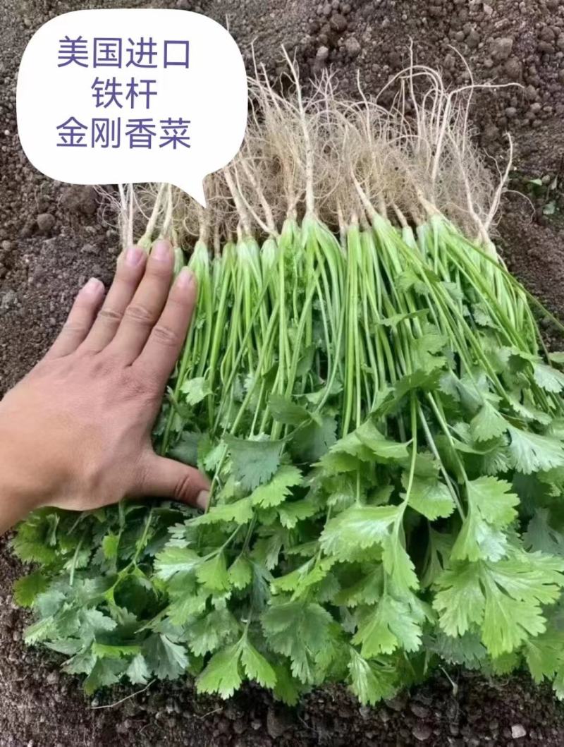 金刚美国进口香菜种子铁杆大叶香菜种子芫荽籽种四季蔬菜耐热