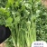 金刚美国进口香菜种子铁杆大叶香菜种子芫荽籽种四季蔬菜耐热