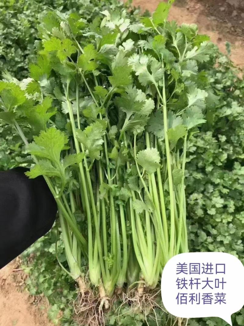 金刚美国进口香菜种子铁杆大叶香菜种子芫荽籽种四季蔬菜耐热
