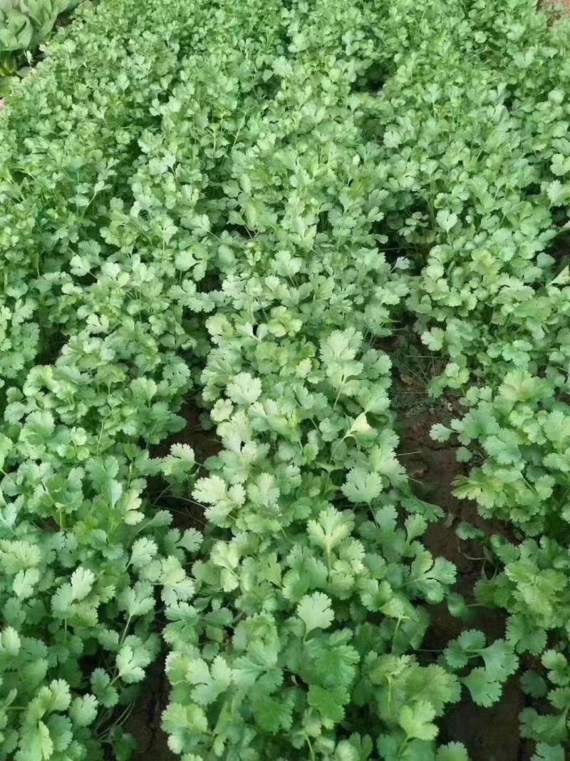 金刚美国进口香菜种子铁杆大叶香菜种子芫荽籽种四季蔬菜耐热