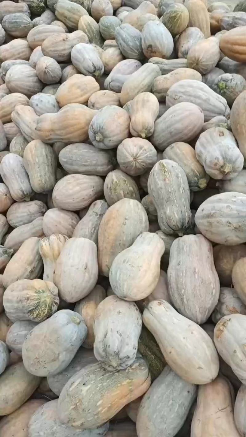 湖北密本小南瓜，娃娃密南瓜产地直发视频看货诚信经营