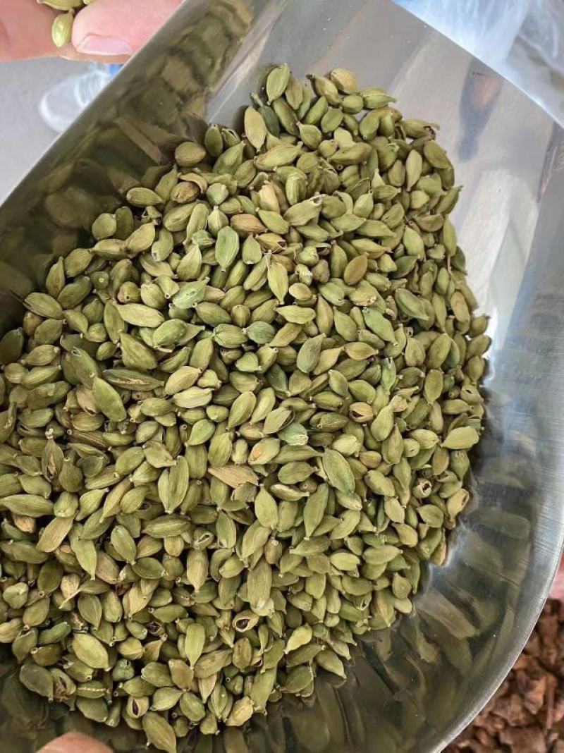 绿豆蔻，小豆蔻，印度进口香料，个头大，新货颜色绿。