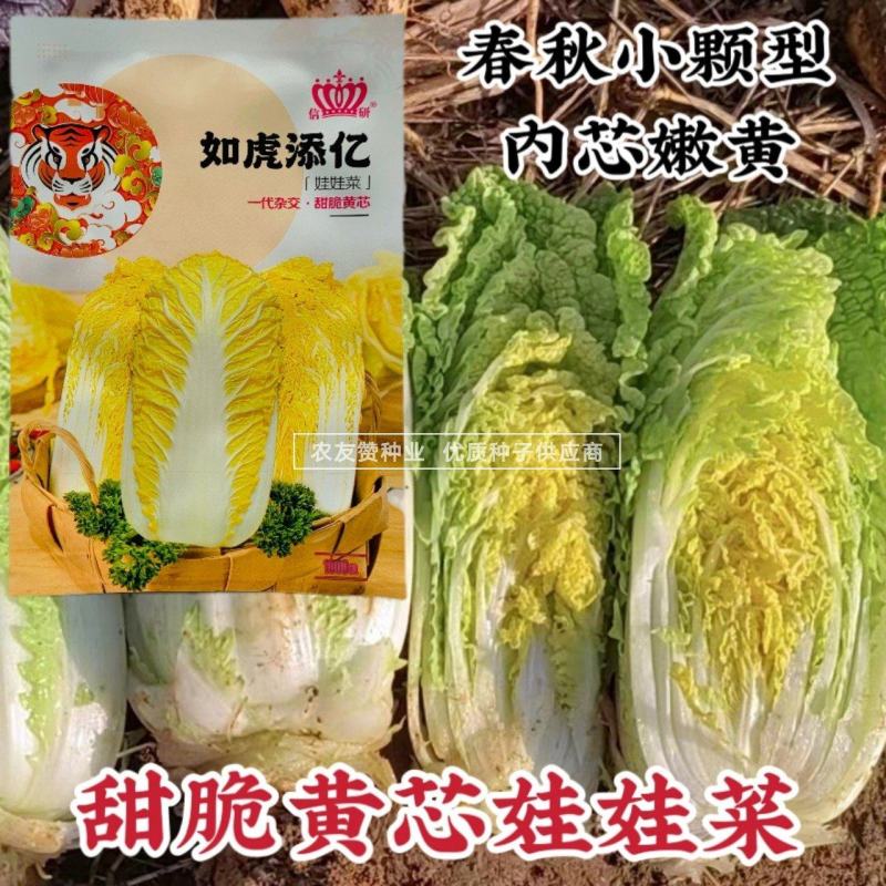 春秋两用小颗白菜种子一代杂交甜脆黄芯娃娃菜种子基地专用