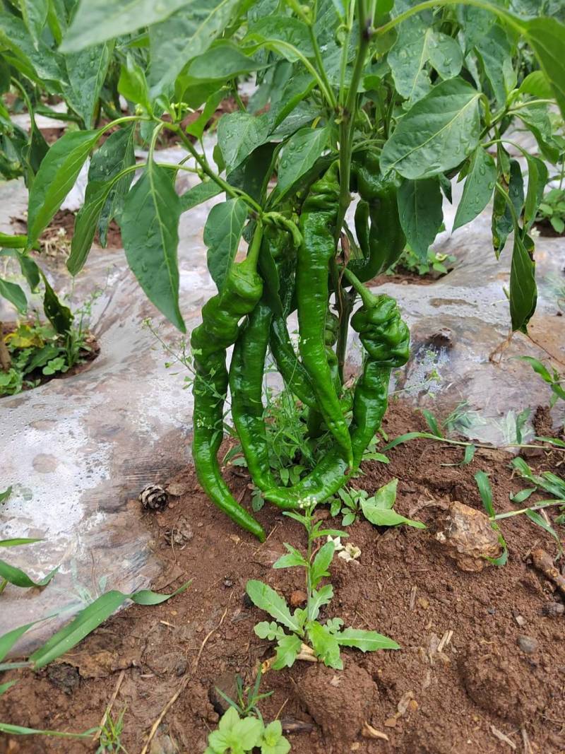 威宁精品货，大量上市，需要联系