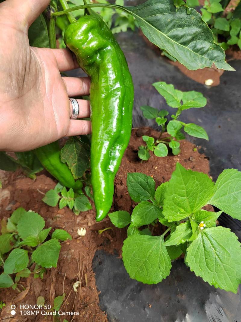 威宁精品货，大量上市，需要联系